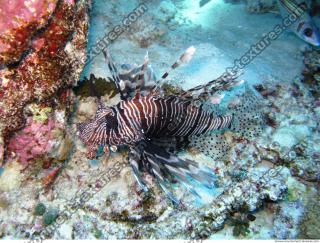 Pterois volitans Red lionfish 1